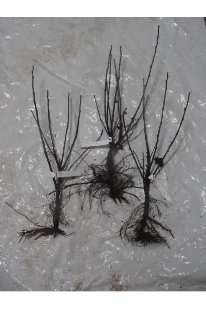 Смородины Пандора – саженцы голый корень